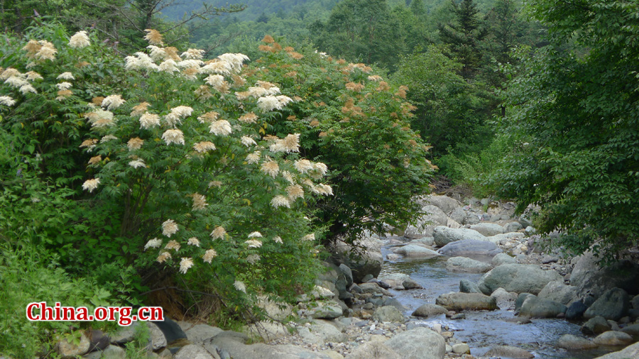 Shennongjia locates at the confluence of Yangtze river and Han river, the border between Sichuan and Hubei province. It is boasted as the ridge of central China and the only oasis lies at 30 degree north latitude.