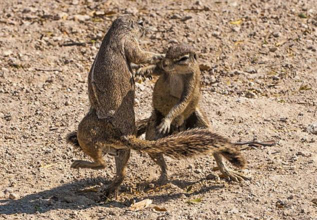 Chipmunks like tango- China.org.cn