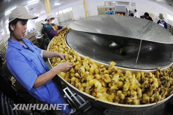 Duck breeding business in Shandong