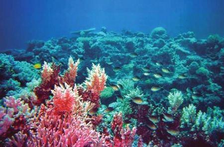 Australia’s Great Barrier Reef is the world’s largest coral reef system. But in the past 27 years it has lost more than half its coral cover.
