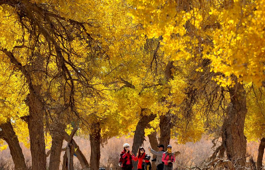 Autumn scenery of populus euphratica forest