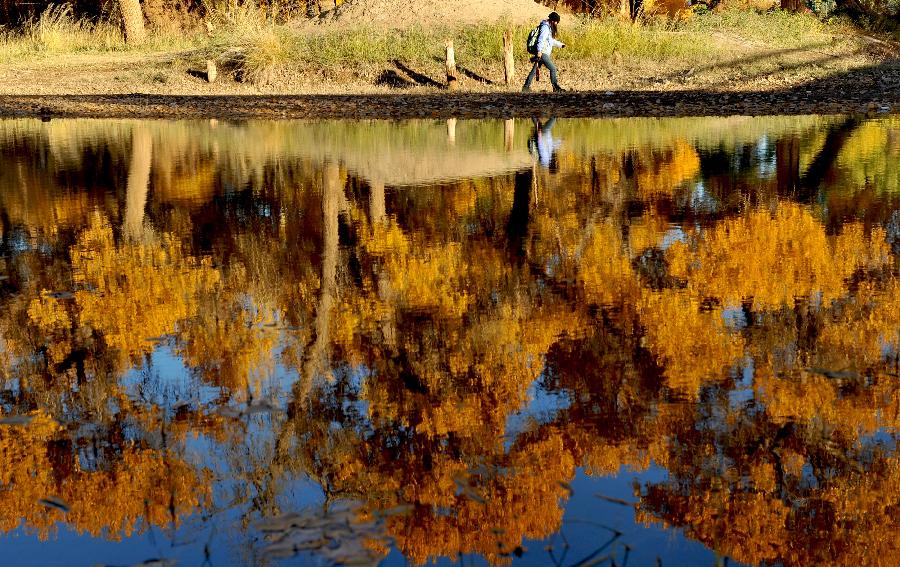 Autumn scenery of populus euphratica forest