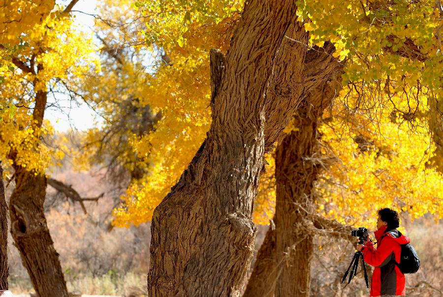 Autumn scenery of populus euphratica forest