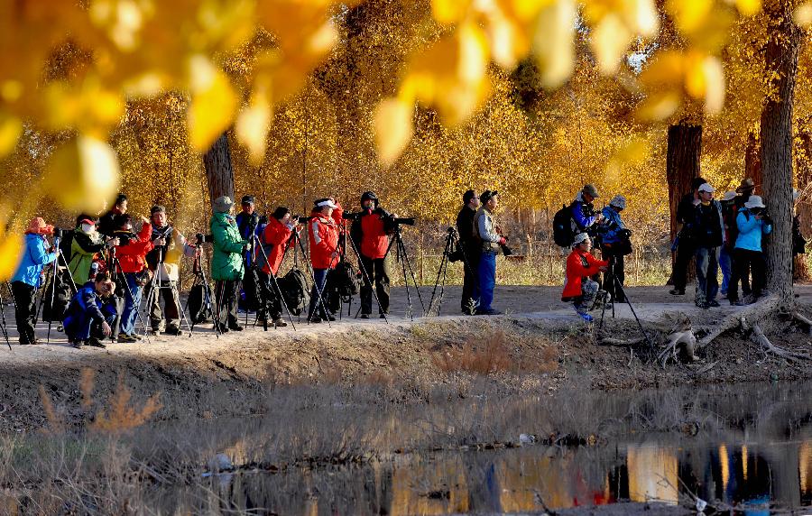 Autumn scenery of populus euphratica forest