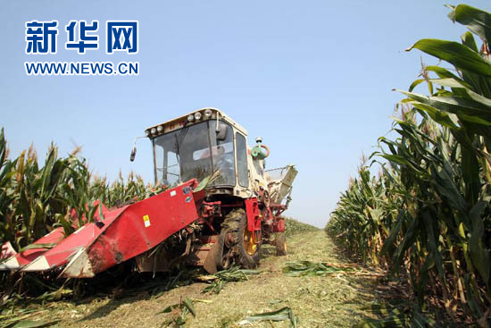 Corn harvest in China's Shandong