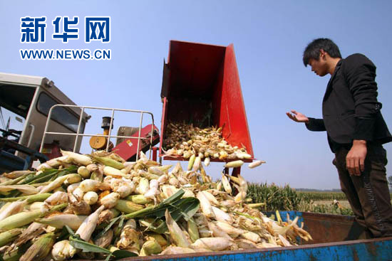 Corn harvest in China's Shandong