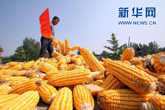 Corn harvest in China's Shandong