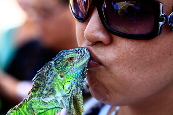 A woman kisses a lizard as people gather together to share experiences about cultivating cold-blooded reptiles at Jilin in Jilin province. [Photo/China Daily]