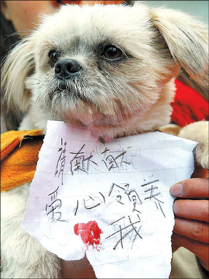 &apos;Please show some love and adopt me,&apos; reads the sign for a stray dog up for adoption at a local adopt-a-pet event.