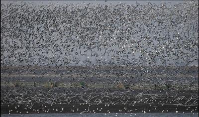 thousands of birds