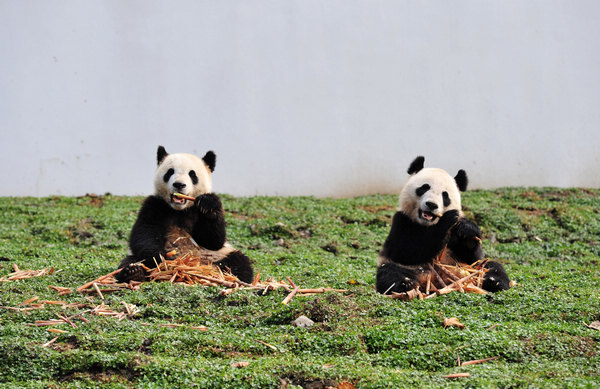 Earthquake pandas return home