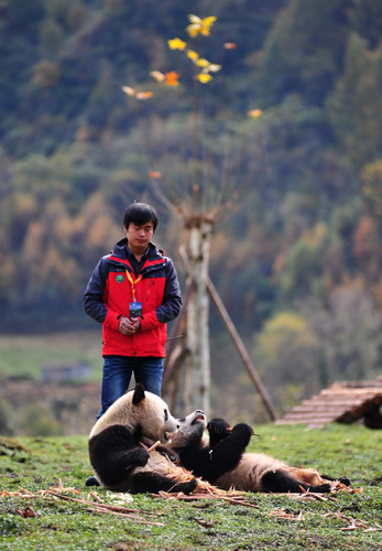 Earthquake pandas return home