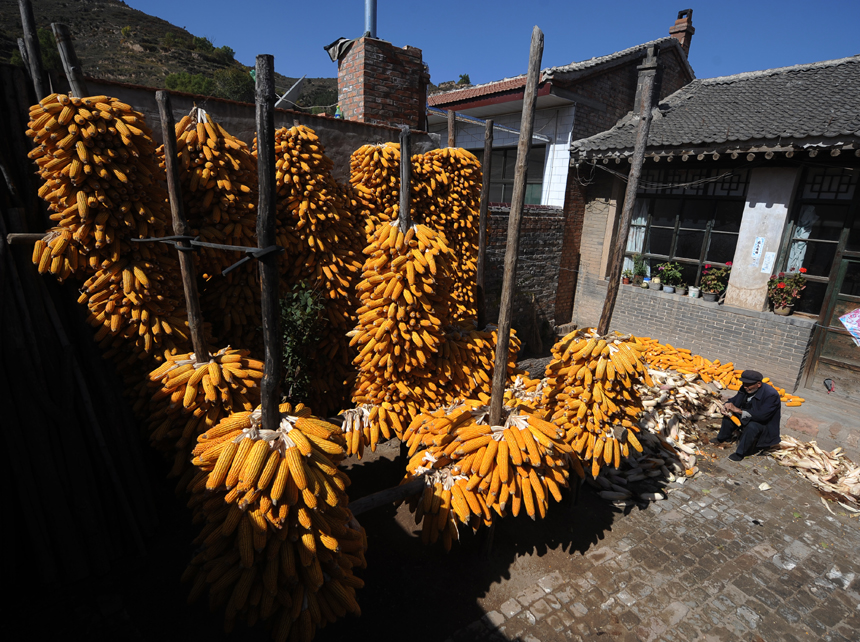 The total grain output is expected to exceed 12 billion kg in Shanxi Province this year, setting a new record, according to the provincial agricultural department. [Xinhua photo] 