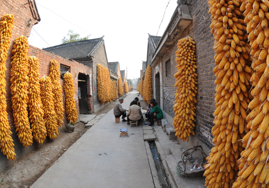 The total grain output is expected to exceed 12 billion kg in Shanxi Province this year, setting a new record, according to the provincial agricultural department. [Xinhua photo] 