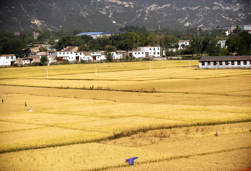 The total grain output is expected to exceed 12 billion kg in Shanxi Province this year, setting a new record, according to the provincial agricultural department. [Xinhua photo] 