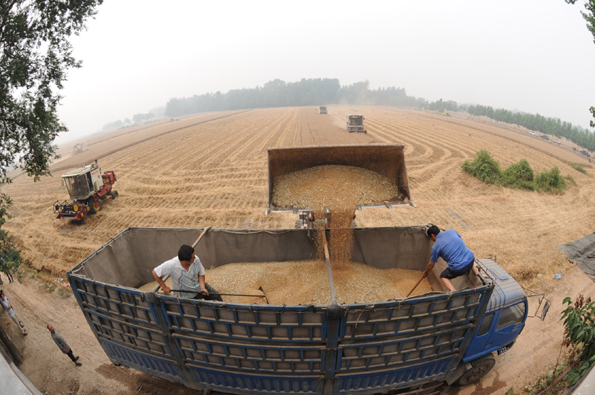 The total grain output is expected to exceed 12 billion kg in Shanxi Province this year, setting a new record, according to the provincial agricultural department. [Xinhua photo] 