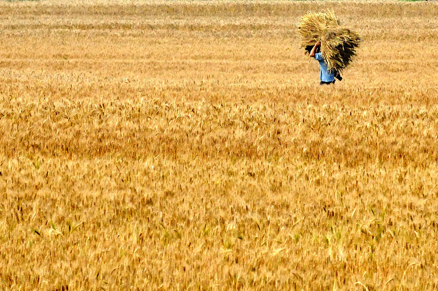 The total grain output is expected to exceed 12 billion kg in Shanxi Province this year, setting a new record, according to the provincial agricultural department. [Xinhua photo] 