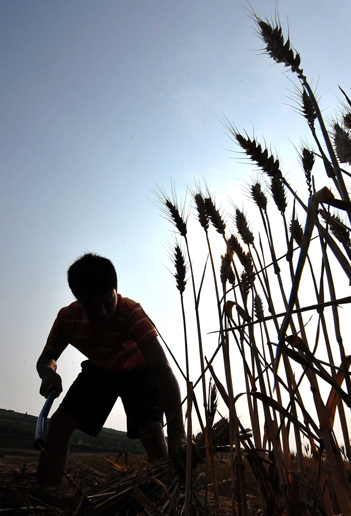 The total grain output is expected to exceed 12 billion kg in Shanxi Province this year, setting a new record, according to the provincial agricultural department. [Xinhua photo] 