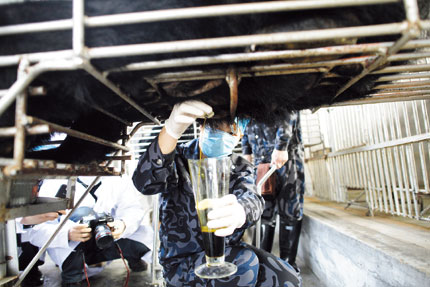 A bear farm worker extracts bile from black bears, also called moon bears in Fujian Province.