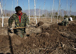 Trees planted to form a barricade to pollution