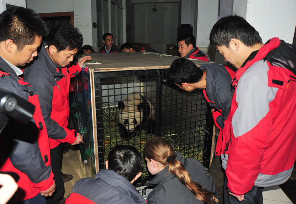 Austrian-born panda arrives a 'happy tiger'