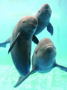 The endangered finless porpoises.[File photo]