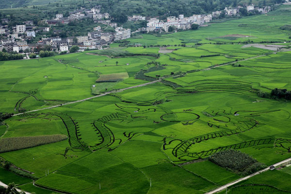 The outline of two dragons playing with a pearl is traced in a field in Kaiyang county, Guizhou province, in July. [Photo/China Daily]