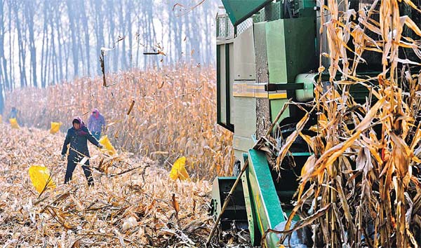 Farmers reap corn at Shuangcheng, Heilongjiang province in northeastern China, on Nov 1, 2012. [Photo/Xinhua] 