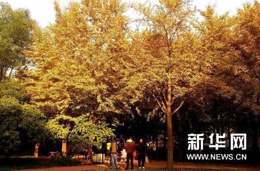 Autumn ginkgo leaves in Shandong