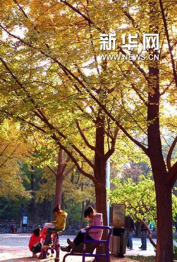 Autumn ginkgo leaves in Shandong