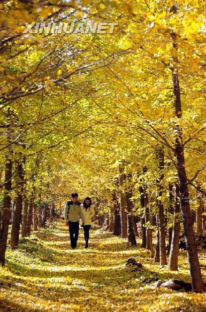 Autumn ginkgo leaves in Shandong