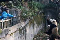 Pambassadors tell world of pandas' plight