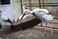 Poisoned rare storks trigger calls for animal protection