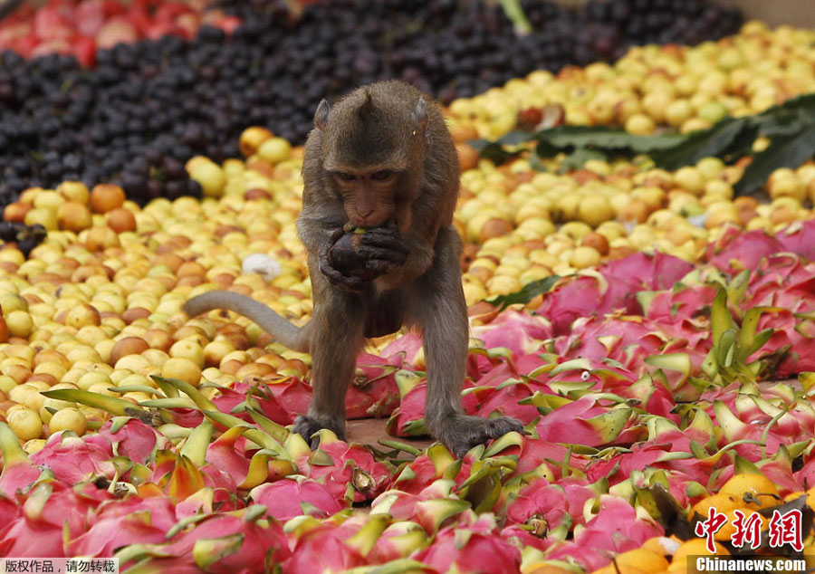 Monkey Market Festival