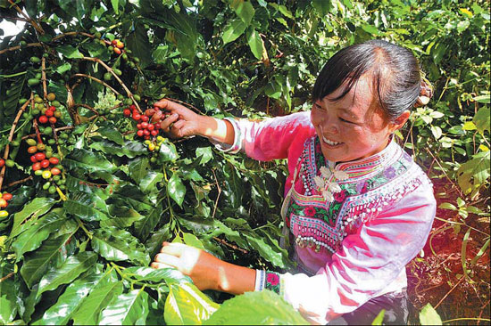 A woman picking beans at a coffee farm in Pu'er, in Southwest China's Yunnan province. Global giants such as Nestle, Starbucks, Kraft Food and Maxwell Coffee are buying coffee beans in Yunnan. [China Daily]