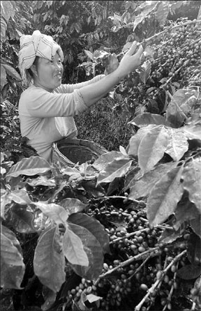 A farmer working at the farm owned by AiniCoffee Group, the biggest coffee brand in Yunnan province. The provincial government has set a target to expand the local coffee growing area to 607,000 hectares by 2020. The coffee growing area in Yunnan now exceeds 404,686 hectares, according to the Yunnan Coffee Association. [China Daily]