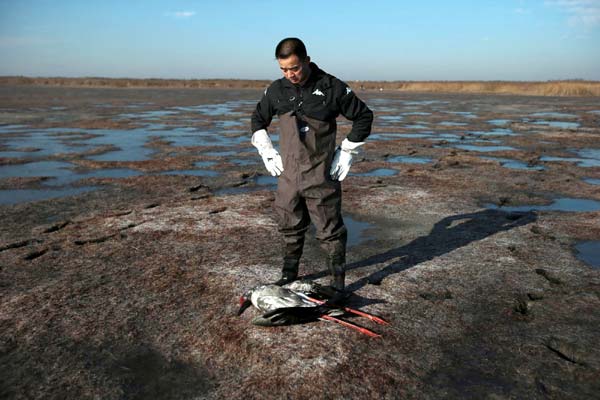 An animal protection volunteer looks at the body of a dead Oriental white stork at Beidagang Natural Reserve in Tianjin on Nov 12. About 20 of the endangered storks were found dead after being poisoned by poachers. [Photo/China Daily]