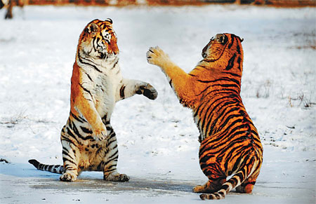 Siberian tigers at play at a breeding center in Harbin, the capital of Heilongjiang province. There are now 1,067 Siberian tigers at the base, including 91 newborn cubs. [Photo / Xinhua]