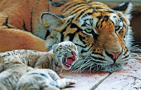A tigeress and cubs in the breeding center. [Photo/ China Daily]