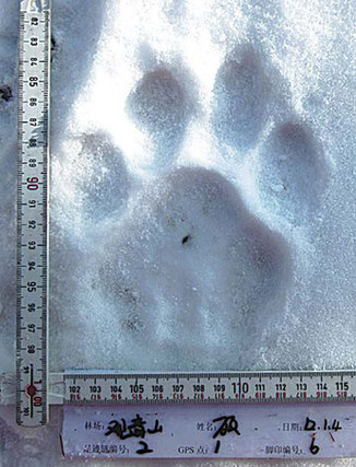 A tiger print in the snow.[Photo/China Daily]