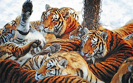 Tigers at rest at the Harbin center.[ Photo / Xinhua]