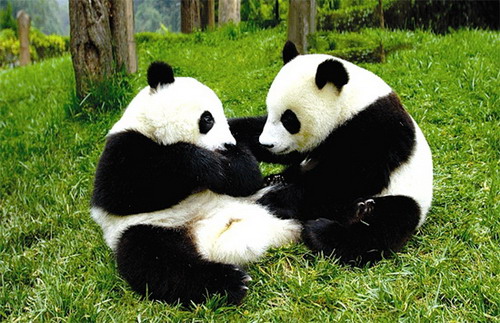 Giant panda extinction fears ruled out - China.org.cn