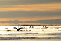 Whooper swans paint pretty picture on lake
