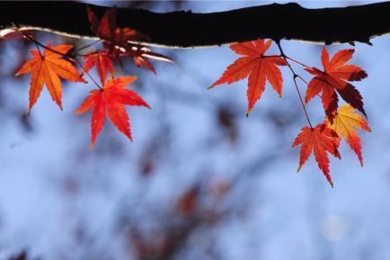 Red leaves in Qingdao