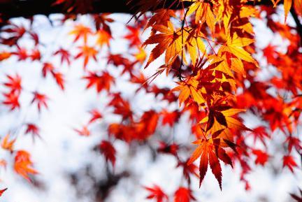 Red leaves in Qingdao