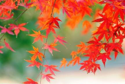 Red leaves in Qingdao