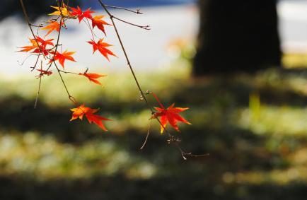 Red leaves in Qingdao