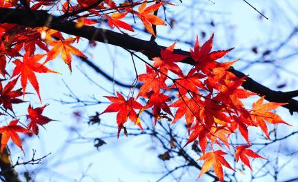Red leaves in Qingdao