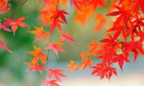 Red leaves in Qingdao