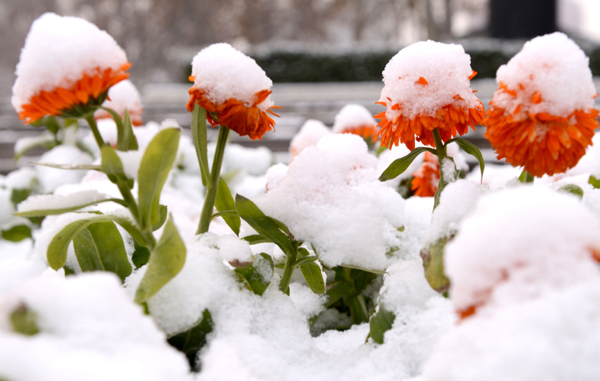 Heavy snow fall hits Zhengzhou, capital city of Henan Province, on Dec. 20, 2012. [Xinhua photo] 